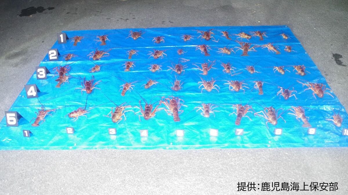 イセエビ５０匹を密漁した疑いで男２人を逮捕　鹿児島