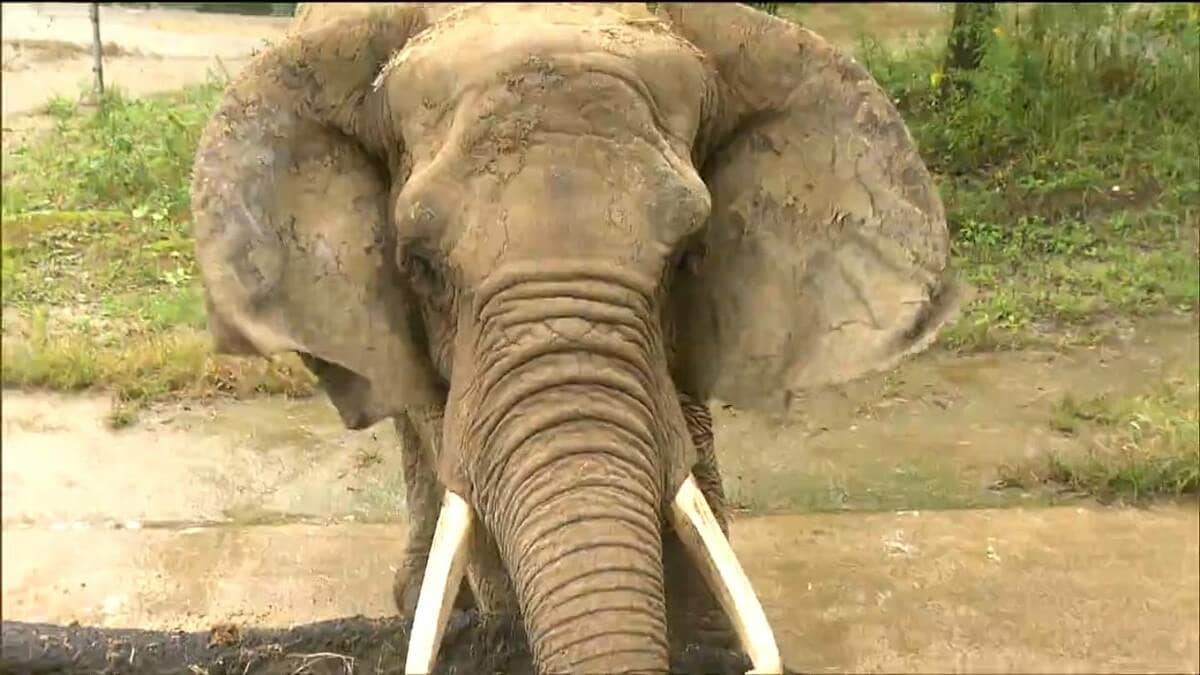鼻がとても長くて体も大きかった」ゾウえさやり体験も 八木山動物公園