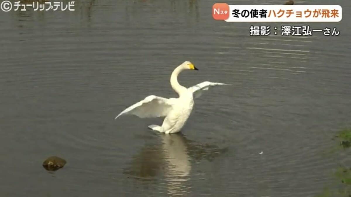 感謝祭20%OFFロシア民話『ガチョウ白鳥』おとぎ話 マトリョーシカ5P鵞鳥白鳥 感謝祭20%OFFロシア民話『ガチョウ白鳥』おとぎ話 マトリョーシカ5P