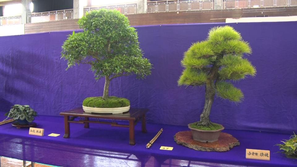 盆栽同好会が結成50年　メンバーの力作を一堂に