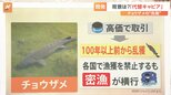 チョウザメはレッドリスト=絶滅の危機に… キャビア狙いで100年以上乱獲、代替キャビアの背景【Nスタ】|TBS NEWS DIG