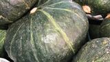 カボチャ泥棒 約2.5トン112万円の被害 収穫間際の犯行に畑の管理者はショックと驚き 沖縄県石垣島|TBS NEWS DIG