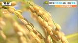 今年のコメの作柄概況が発表される 県全体では「やや不良」(山形) | 山形のニュース│TUYテレビユー山形