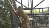 キリンと“まばたき我慢対決” 動物の身体能力に挑戦するユニークな運動会 沖縄こどもの国|TBS NEWS DIG