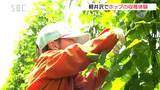 収穫後はみんなで乾杯！ヤッホーブルーイングの農園でホップの収穫祭　長野・軽井沢町|TBS NEWS DIG