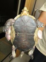 天然記念物のヤエヤマセマルハコガメを35匹所持　中国籍の男を逮捕|TBS NEWS DIG