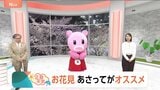 【4月4日 関東の天気】お花見 あさってがオススメ|TBS NEWS DIG