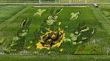 今年の題材は「貝の火」 宮沢賢治の世界が表現された田んぼアート見ごろ 岩手・花巻市|TBS NEWS DIG
