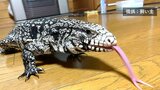 体長1ｍ超の「トカゲ」日光浴中に姿消す「温厚だが他の人に対してどうなるのか…」ゲージを移動させ脱走か　警察が現場周辺を捜索　飼い主「不注意で悲しい…」【追記・午後2時更新】　|　青森のニュース│ATV NEWS│青森テレビ