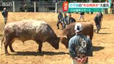 1000人の視線の先で…1トンを超える巨体がぶつかり合う“迫力” 重要無形民俗文化財『牛の角突き』新潟県|TBS NEWS DIG