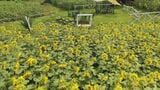 大雨から一転天気に 太陽のもとヒマワリが咲き誇り、遊覧船には涼を運ぶ風鈴がお目見え|TBS NEWS DIG