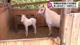 真っ白なポニーの赤ちゃん 串間市の観光牧場で誕生 | MRTニュース | MRT宮崎放送