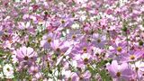 上場高原で25万本のコスモス満開　一方で気温は真夏日…あす19日まで気温高く　鹿児島|TBS NEWS DIG