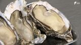 「こういうカキをどんどん食べて」シーズン最後にお得に　浜名湖の特産品　ラストスパートに奮闘=静岡　|　静岡のニュース | SBSNEWS | 静岡放送