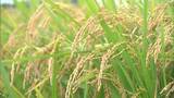 「とにかく一回食べてみて下さい!」特Aを5回獲得・香川県が開発したブランド米「おいでまい」の稲刈り最盛期 | 岡山・香川のニュース | 天気 | RSK山陽放送