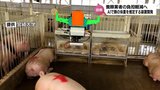 養豚農家の負担軽減へ AIを活用し自動で豚の体重を推定できる装置を開発 宮崎大学と日本ハムの共同研究グループ |TBS NEWS DIG