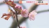 北海道釧路市と網走市で桜が開花 桜前線ゴールを迎える|TBS NEWS DIG