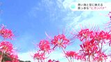 青い海と空に映える真っ赤な“ヒガンバナ” 高知・土佐清水市の海岸沿い | 高知のニュース・天気|KUTV NEWS | KUTVテレビ高知