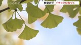 秋空の下 冷たい風 イチョウも色づく 寒気や気圧の谷の影響 富山|TBS NEWS DIG
