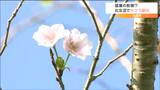 季節外れのサクラが咲く「夏の記録的な猛暑が影響か」宮城・大崎市 | 宮城のニュース│tbc NEWS│tbc東北放送