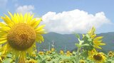 2万本のヒマワリが満開 どこまでも続く青空に映える夏の風景が広がる 大分、佐伯市 | 大分のニュース|OBS NEWS|大分放送