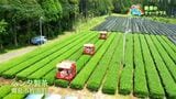 茶の収穫と絶景ティーテラス　霧島市【亀ちゃんのかごしま撮った！】|TBS NEWS DIG