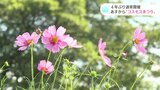 4年ぶりの通常開催!高知・越知町で“コスモスまつり” 「コスモスめいろ」も復活 | 高知のニュース・天気|KUTV NEWS | KUTVテレビ高知
