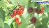 2年ぶりの摘み取り体験13日からスタート サクランボ収穫シーズン始まる|TBS NEWS DIG
