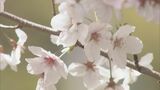 上空からの東海3県「絶景サクラリレー」各地で見ごろ “花見スポット”の賑わいは… | 名古屋・愛知・岐阜・三重のニュース【CBC news】 | CBC web