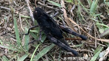 黒いバッタ】病気？新種？こんな色のバッタがいるの？ | 岡山・香川の