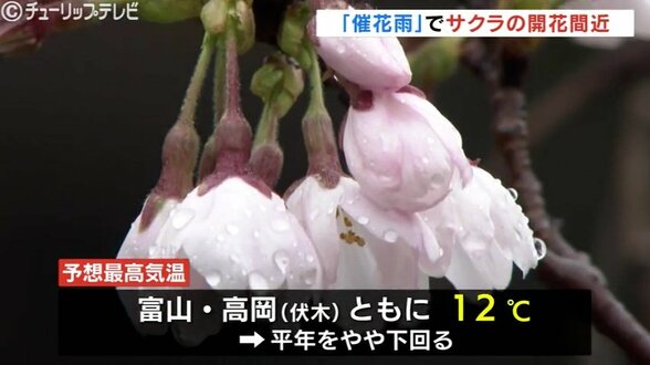 富山の桜は開花秒読み…松川べりでソメイヨシノがほころぶ　27日にも開花宣言か　恵みの雨「催花雨」で春の訪れ加速　|　富山のニュース｜天気・防災｜チューリップテレビ