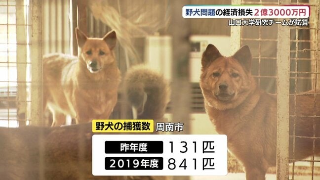 野犬がもたらす2億3000万円の経済損失…数字で見える負担と見えない犬の命を救おうとする現場の思い 山口|TBS NEWS DIG