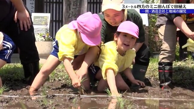 地域の食文化である「もち」ができる過程を学んで 園児25人らが田んぼで「ひめのもち」の植え付けに挑戦 岩手・一関市|TBS NEWS DIG