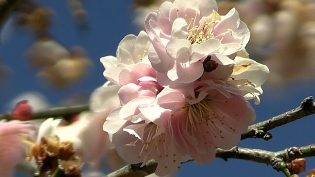 「ほのかな香りが気持ちいい」津山市の梅の里公園で約2000本の梅の花が見ごろ　梅まつりも【岡山】|TBS NEWS DIG