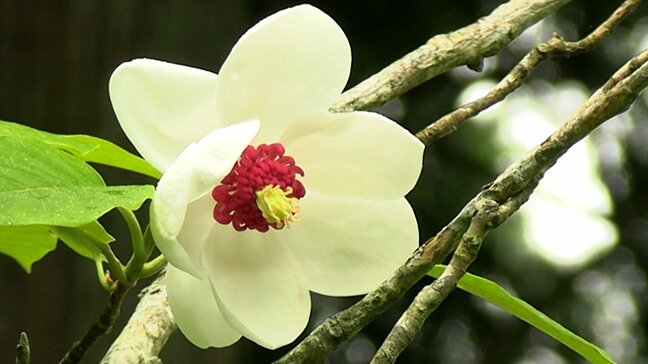 オオヤマレンゲの花が見ごろ　純白で気品ある姿から「天女花」とも　6月下旬まで【岡山・真庭市】|TBS NEWS DIG