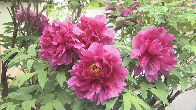 「ボタン」が見頃に　120種類1300株が咲き誇る　長野・松本市の玄向寺|TBS NEWS DIG