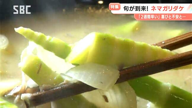 今季は流通量が減る？初夏の味覚「ネマガリダケ」と「淡竹」が早くもシーズン本格化　例年より2週間ほど早い　ネマガリダケはサバ缶と一緒にみそ汁で味わうのが定番　淡竹はアク抜き不要の手軽さが人気　長野|TBS NEWS DIG