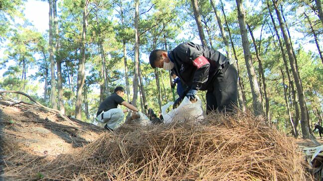 三保松原で「秋の一斉清掃」世界遺産・富士山の構成資産松林の生育に影響与える松葉など除去＝静岡市|TBS NEWS DIG