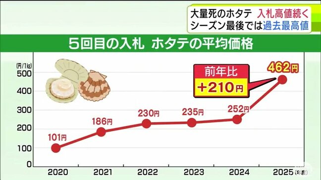 大量死の『ホタテ』入札は高値続く　今シーズン最後の入札としては1kgあたり462円で「過去最高値」に　青森県陸奥湾の『養殖ホタテ』|TBS NEWS DIG