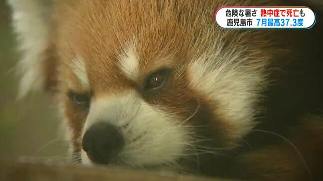 7月観測史上最高“鹿児島市37.3度”動物園では人も動物も暑さ対策|TBS NEWS DIG