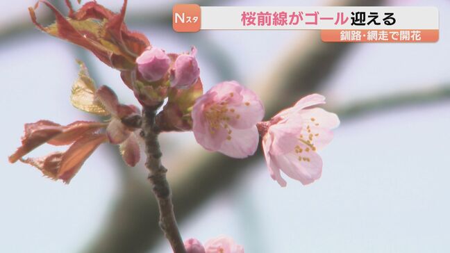 北海道釧路市と網走市で桜が開花　桜前線ゴールを迎える|TBS NEWS DIG