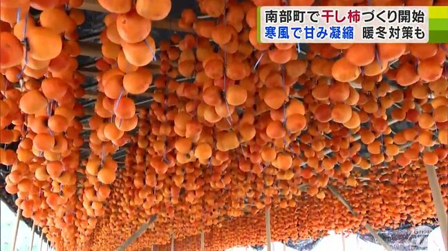 貴重な「妙丹柿」の干し柿づくり今年もはじまる 冷たい風が「甘さ」引き出す 青森県南部町|TBS NEWS DIG