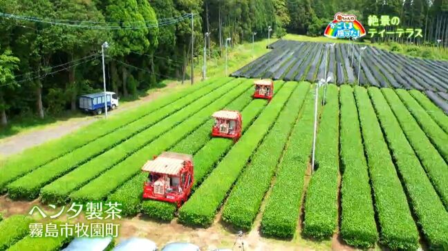 茶の収穫と絶景ティーテラス　霧島市【亀ちゃんのかごしま撮った！】|TBS NEWS DIG