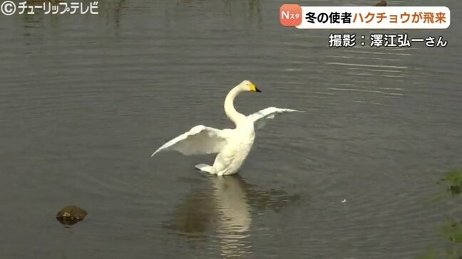 カメラが捉えた“冬の使者” ハクチョウの飛来を確認　富山・井田川|TBS NEWS DIG