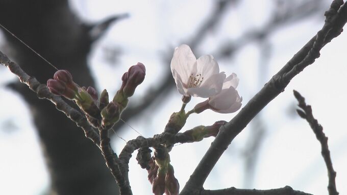 石川県　平年より５日早く桜が開花|TBS NEWS DIG