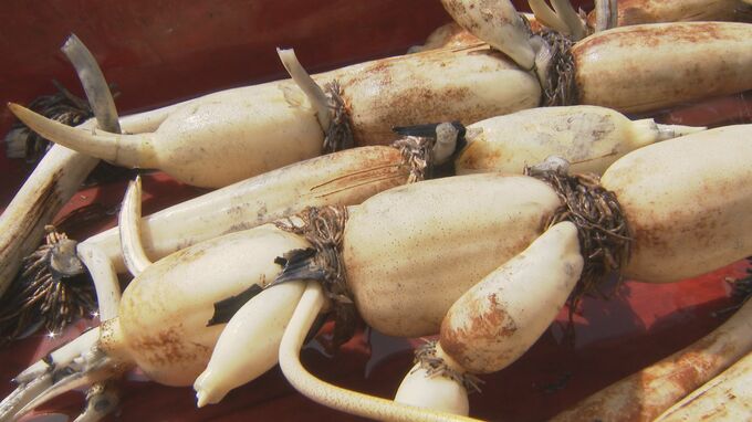 厳しい暑さも大きな葉で…「加賀れんこん」収穫始まる 加賀野菜の新物を収穫|TBS NEWS DIG