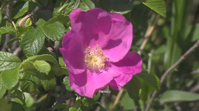 日本海沿岸の西限自生地　ハマナス見ごろ　島根県・大田市|TBS NEWS DIG