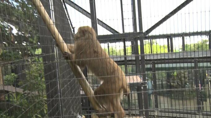 キリンと“まばたき我慢対決” 動物の身体能力に挑戦するユニークな運動会　沖縄こどもの国|TBS NEWS DIG