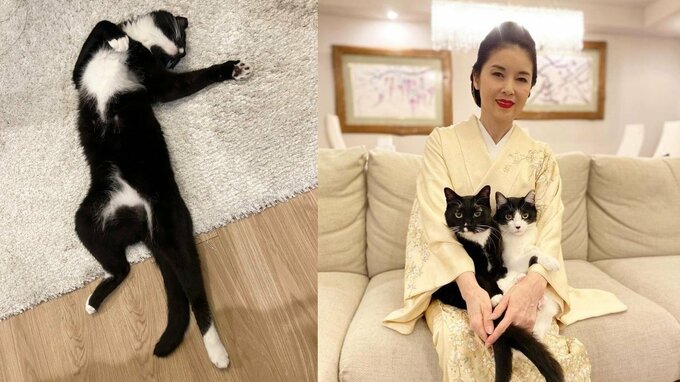 【ねこ】藤あや子さん　愛猫の絶妙な “ヘソ天” 姿に「科捜研に出動要請」　フォロワーも愛猫のヘソ天姿を投げ合う|TBS NEWS DIG