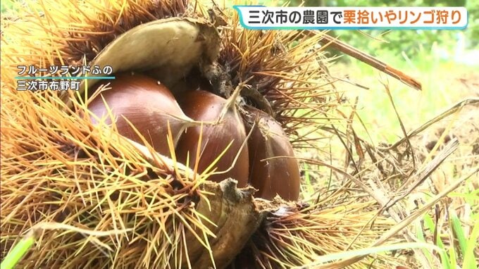 「楽しいけど、腰が痛い(笑)」秋の味覚「みいつけた」　栗拾いやリンゴ狩りシーズン始まる　観光農園では家族連れらでにぎわう　広島・三次|TBS NEWS DIG